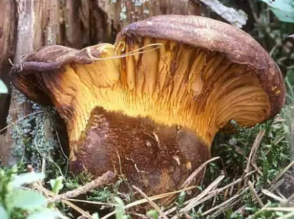    Paxillus atrotomentosus